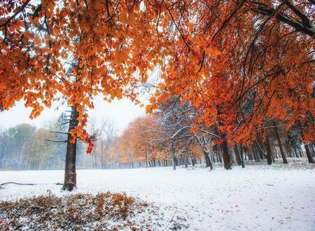 first days of winterの写真素材