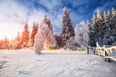 winter landscape trees in snowの写真素材