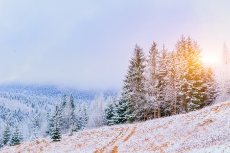 winter landscape trees in frostの写真素材