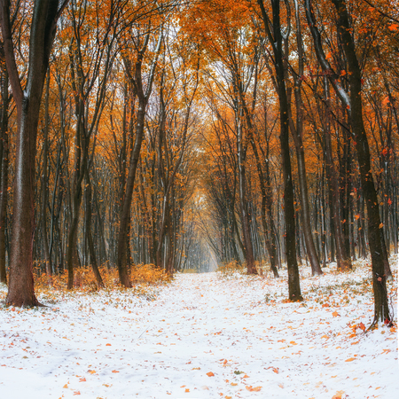First snow in the forest.の写真素材