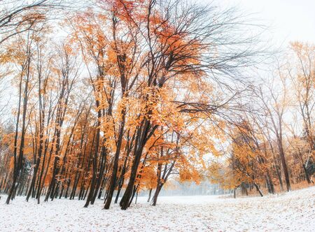 First snow in the forest.の写真素材