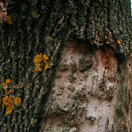 Wooden texture of an old treeの写真素材