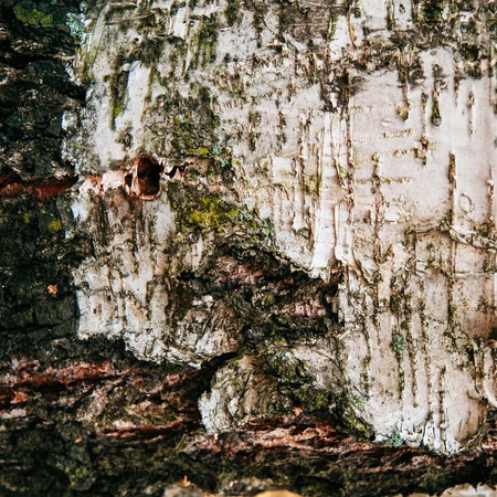 Background texture of birch barkの写真素材