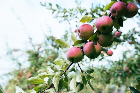 Ripe red apples on branchの写真素材