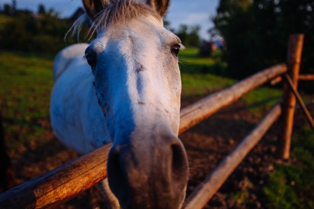 Funny horse close upの写真素材