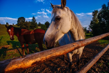 Funny horse close upの写真素材