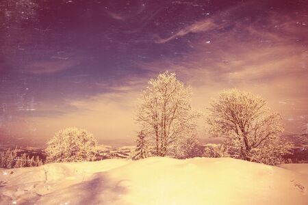 magical winter snow covered treeの写真素材