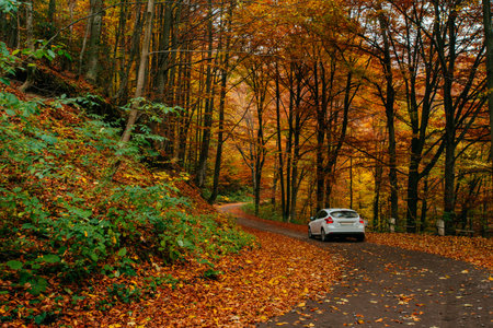 car on a forest path