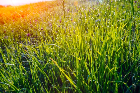 Green grass with water dropsの写真素材