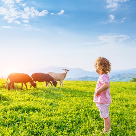 girl on meadow with sheepの写真素材