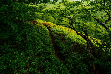 View of misty mountainsの写真素材