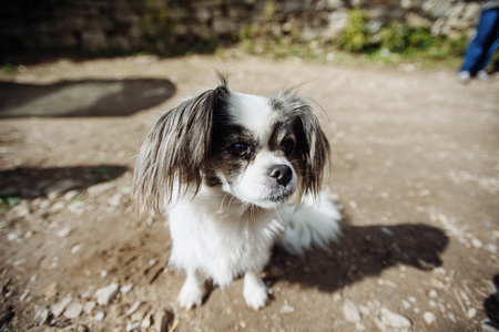 small shaggy dogの写真素材