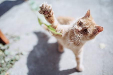 Small red kitten playsの写真素材