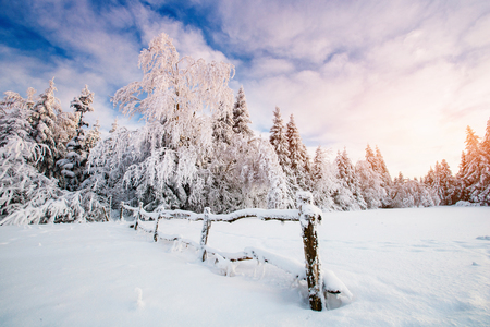 winter landscape trees in frostの写真素材