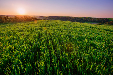 green field of tall grass