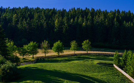 forest clearing in the summerの写真素材
