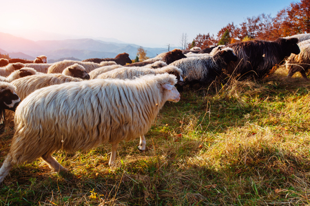 flock of sheepの写真素材