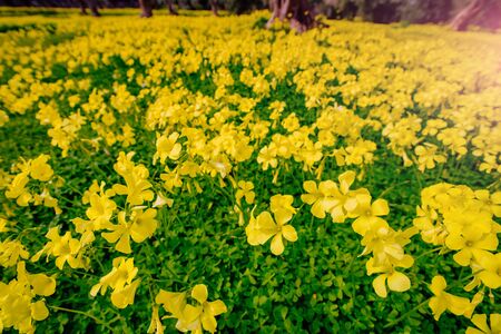 yellow flowers in the gardenの写真素材