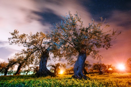 Yellow tree and starry skyの写真素材