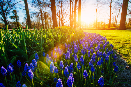 Flowers in a spring gardenの写真素材
