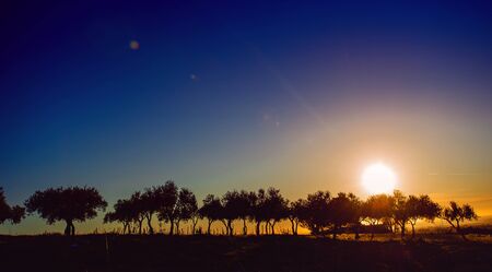sunset through the treesの写真素材