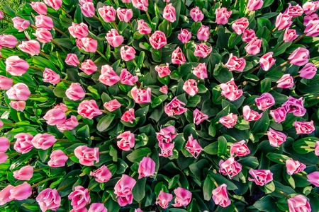 Pink tulips in Holland.の写真素材