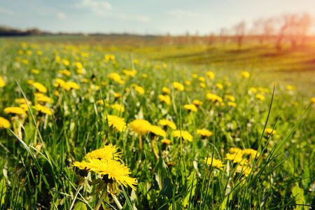 field of yellow dandelionsの写真素材