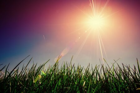 green lawn grass. Colorful toning effect.の写真素材