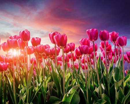Pink tulip plantation at sunset.の写真素材
