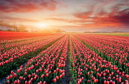 rows of pink tulips in Holland.の写真素材