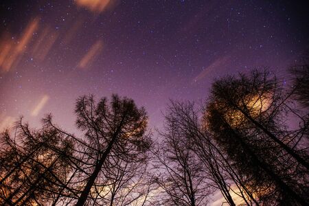 Starry sky through the treesの写真素材