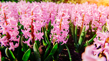 Many colorful hyacinths growing under the spring sunshineの写真素材
