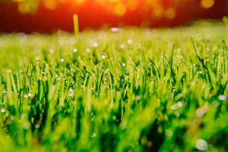 background of dew drops on bright green grassの写真素材