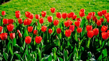 many red tulipsの写真素材