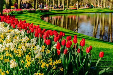 lovely spring landscape park. Blooming flowersの写真素材