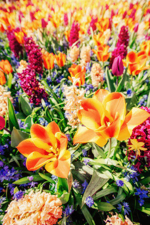 field of wild flowers.