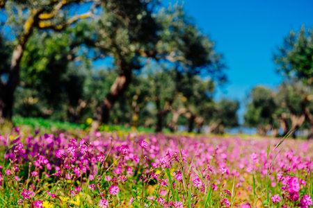 Blooming wildflowers.Natural blurred background. Soft light effeの写真素材