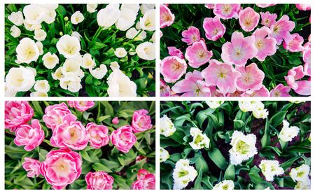 Collage of tulips in Holland.の写真素材