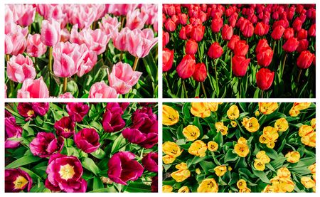 Collage of tulips in Holland.の写真素材