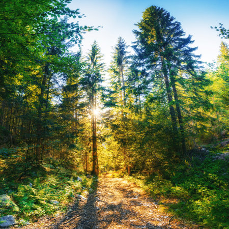 trail in the woods