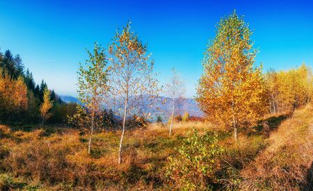 birch forest in sunny afternoon while autumn seasonの写真素材