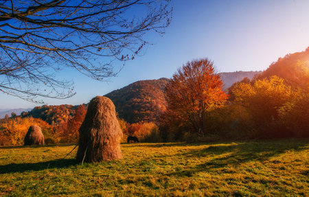 Beautiful sunny day is in mountain landscape. Carpathian, Ukrainの写真素材