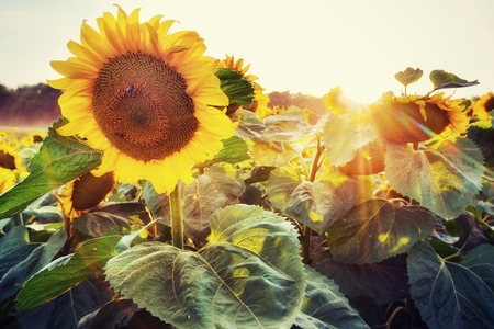 sunflowers through the rays of the sunの写真素材
