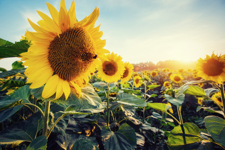 sunflowers through the rays of the sunの写真素材