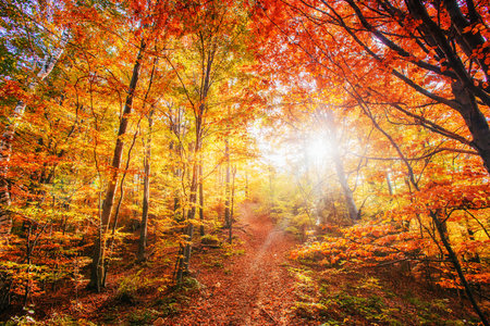 Forest Road in the autumn. Autumn Landscape