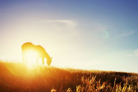 Riding in the mountains at sunsetの写真素材