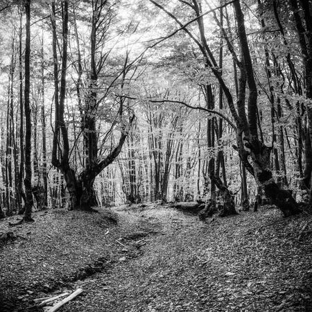 Waterfall in autumn sunlight. Beauty world. Carpathians. Ukraine. Europeの写真素材