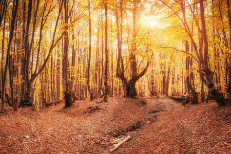 Forest Road in the autumn.  Landscapeの写真素材