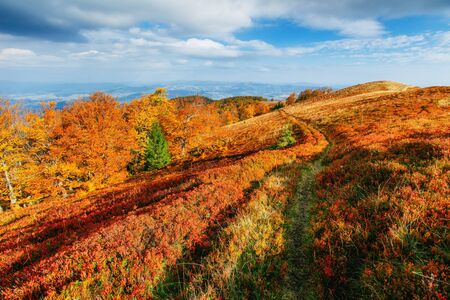 birch forest in sunny afternoon while autumn seasonの写真素材