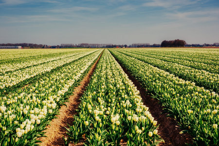 Field of yellow tulips at sunset.の写真素材
